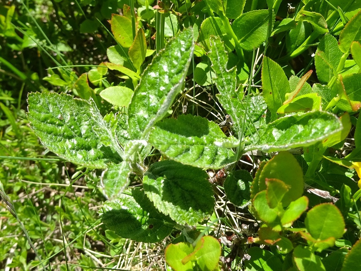 Sorbus aria x S. chamaemespilus (Rosaceae)